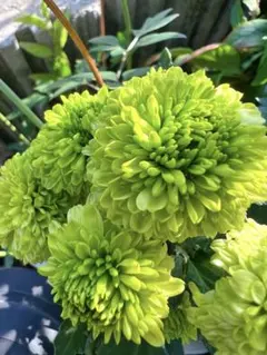 mimi様 リクエスト 2点 まとめ商品