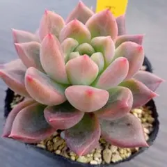 ガレージM様 リクエスト 5点 まとめ商品