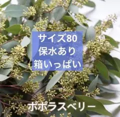 ユーカリ ポポラスベリー フレッシュ 枝物　サイズ100のサムネイル