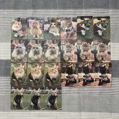 【バラ売り⭕️猫カフェmochaトレカ　心斎橋店】