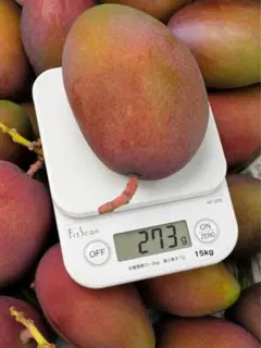 宮崎県産ブルーマンゴー【5kg】ミックス70-330gコンビニ払い不可のサムネイル