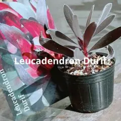 2025年最新】リューカデンドロンの人気アイテム - メルカリ