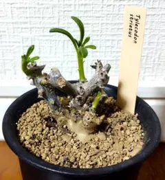 2025年最新】チレコドンの人気アイテム - メルカリ