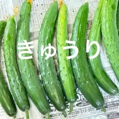 きゅうり　ネコポス　　　　　　zのサムネイル