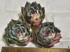 2026年最新】チワワエンシスの人気アイテム - メルカリ