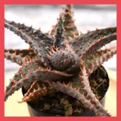 2025年最新】ロウルサンコ 実生の人気アイテム - メルカリ