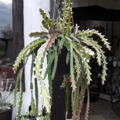 champ様 リクエスト 2点 まとめ商品