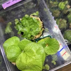 ハオルチア 韓国苗 ブラックオブツーサ錦 多肉植物 - メルカリ