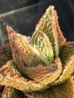 アロエ ハイブリッド Aloe hybrid 子株 第四種 Semi14 TCT Aloe hybrid
