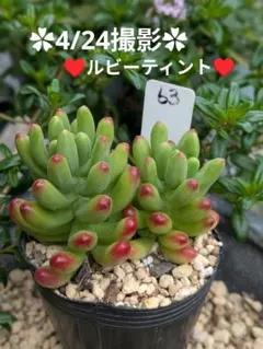 SALE❗️.:* ꕤ カット苗ꕤ*.゜多肉植物 ꕤ 韓国苗 ꕤ T61 - メルカリ