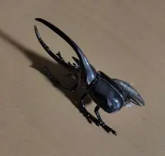 初期 レア 3機〈ネプチューン／カブトムシ／オオクワガタ〉カブトボーグ 2025年最新】カブトボーグ カブトムシの人気アイテム - メルカリ
