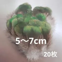 孔雀の羽根　グリーンブラウン　20枚