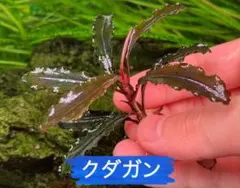 ブセファランドラ sp クダガンのサムネイル