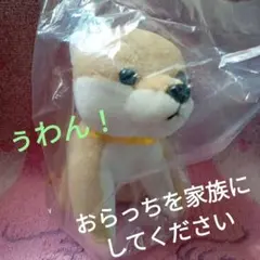 しばいーぬページ 51kRDXDOugL._UF350,350_QL80_.jpg