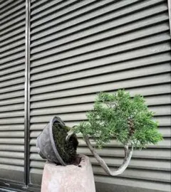最終価格！真柏　盆栽のサムネイル