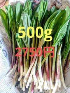 北北海道産行者にんにくの苗、50本 - メルカリ