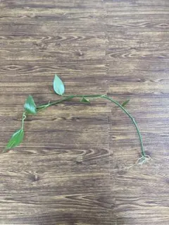 福様 リクエスト 2点 まとめ商品