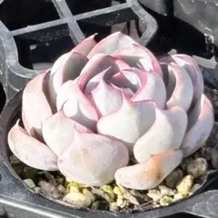 2025年最新】ミックスベリア 円の人気アイテム - メルカリ