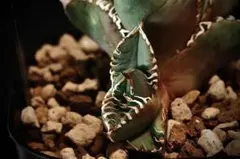 2026年最新】cjspecialの人気アイテム - メルカリ