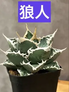 アガベ　チタノタ　‘Special ‘ 大株 アガベ チタノタ フェニックス 