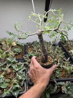 オペルクリカリア パキプス 盆栽仕立て 根挿し発根済み5-186 - メルカリ