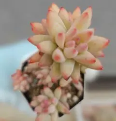 ルナ様 リクエスト 2点 まとめ商品