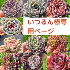 多肉植物　エケベリア　販売会　いつるん様　専用ページ