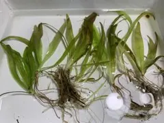 tamao14様 リクエスト 3点 まとめ商品