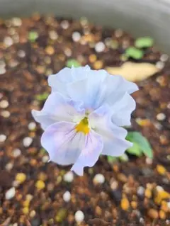 sato様 リクエスト 2点 まとめ商品