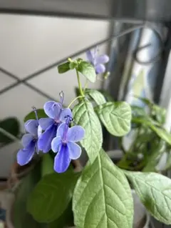 クレロデンドルム　ブルーウイング苗木　kurokawa様専用