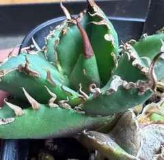 2026年最新】アガベ オアハカ 子株の人気アイテム - メルカリ