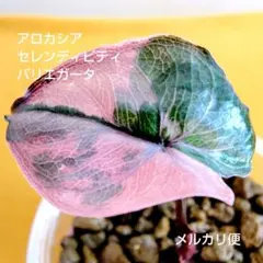 2026年最新】アロカシアセレンディピティの人気アイテム - メルカリ