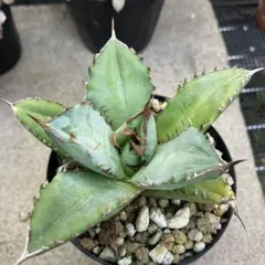 とらのろ様 リクエスト 2点 まとめ商品