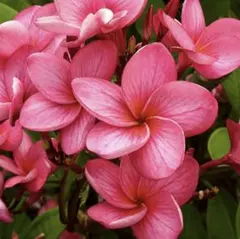 プルメリア 挿し木用 枝 Hawaii 園芸品種JL Hula Girl Red - メルカリ