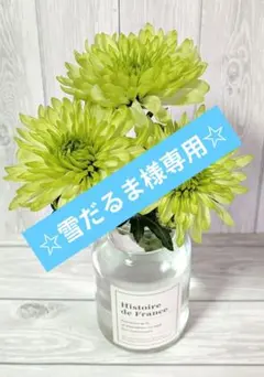 雪だるま様専用！ クリアライムのスプレーマム ☆切花品種・ライム☆ 菊苗