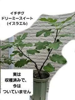 イチジク 苗木 ★希少品種 ★ Lilla（リラ）苗木 イチジク 苗木 ☆希少品種 ☆ Lilla（リラ）苗木 - メルカリ