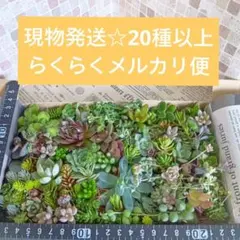 【現物発送☆20種以上】多肉寄せ植え増殖セット　多肉カット苗詰め合わせのサムネイル