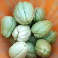 2025年最新】ハヤトウリの人気アイテム - メルカリ