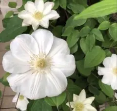 新芽のびてます◇大苗◇希少品種◇妖精のようなお花◇クレマチス