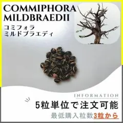 【種子】コミフォラ ミルドブラエディ /セット割あり 数量3粒から購入OKのサムネイル