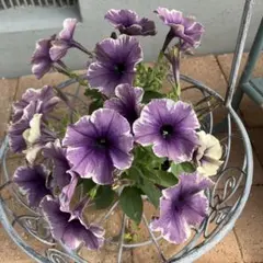 ペチュニア苗2種セット