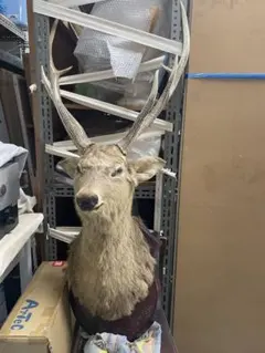 2025年最新】鹿剥製の人気アイテム - メルカリ