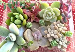 本日限定37)多肉植物♥可愛い(•ө•)♥エケベリア 寄せ植え