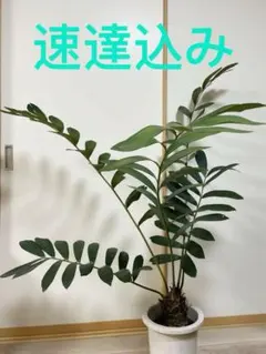 葉の表裏のコントラストがすてき◎】ザミア フルフラセア メキシコ