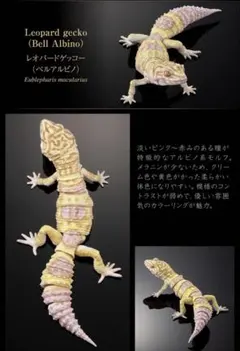 いきもの大図鑑アドバンス SELECTED EDITION 02のサムネイル
