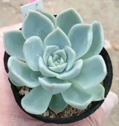 ブルーサプライズ 抜き苗 ランダム1苗(容器直径8cm) - メルカリ