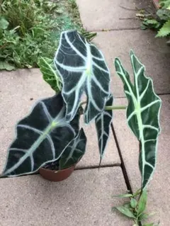 2025年最新】アロカシア アマゾニカの人気アイテム - メルカリ