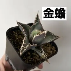 2025年最新】アガベ ブツブツの人気アイテム - メルカリ