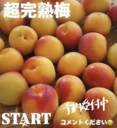 パパファイア様　食べごろサイズ青梅•完熟梅1Kg 各1箱ずつ