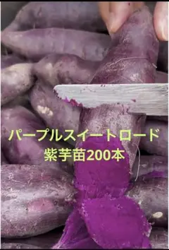 2026年最新】パープルスイートロードの人気アイテム - メルカリ